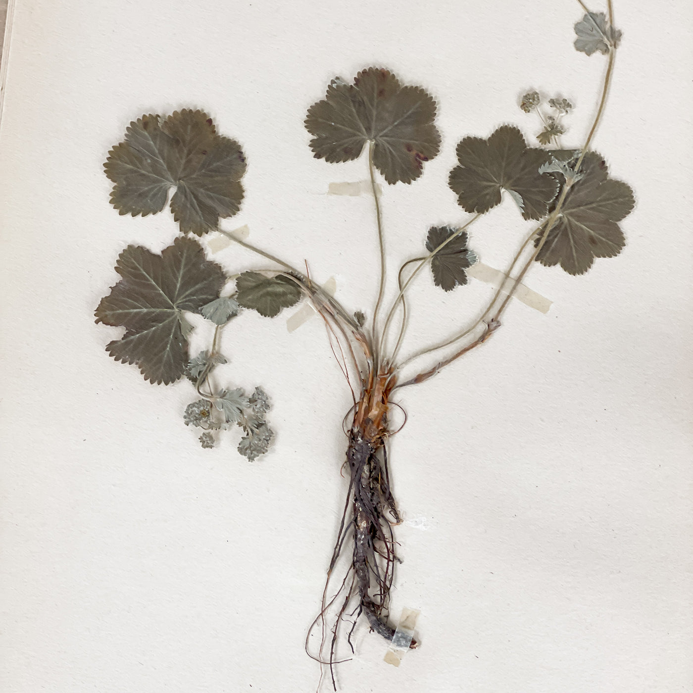 Herbarium från 40-talet