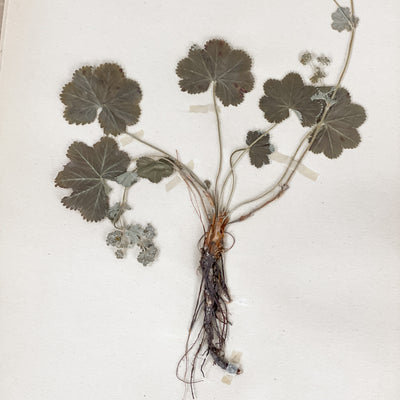Herbarium från 40-talet