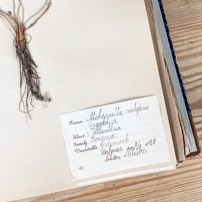 Herbarium från 40-talet
