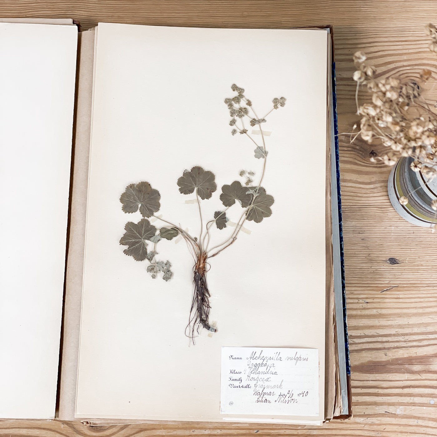 Herbarium från 40-talet