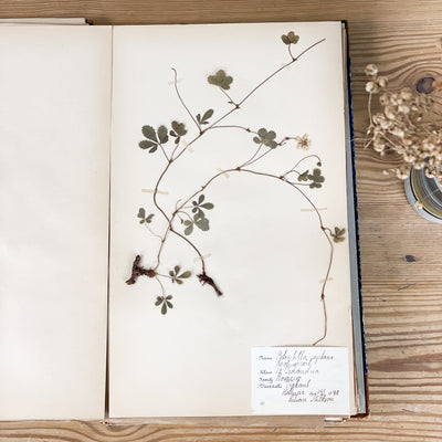 Herbarium från 40-talet